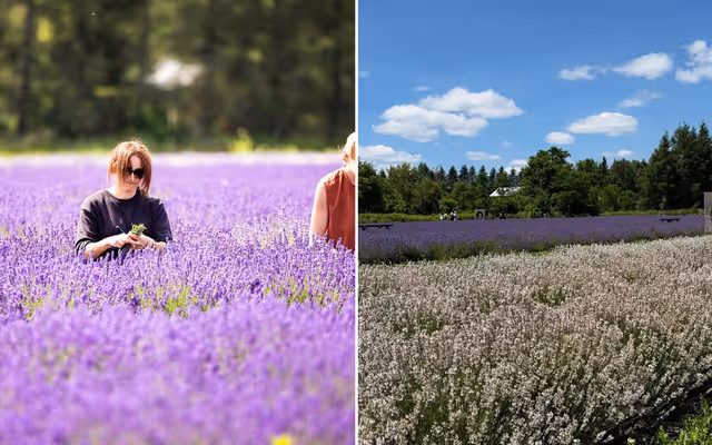 Insta-famous lavender farm in Ontario will reopen later this month