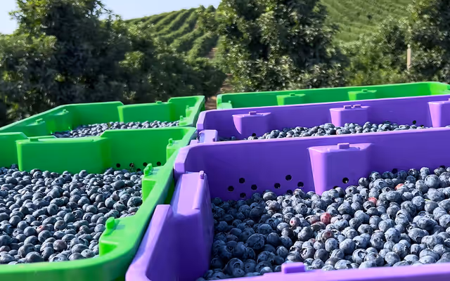 4 farms near Toronto where you can pick your own blueberries