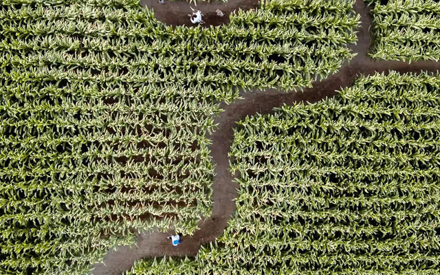 Ontario farm's 'seriously upgraded' corn maze will reopen this month