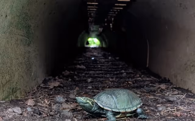 This Ontario provincial park has tunnels made just for turtles