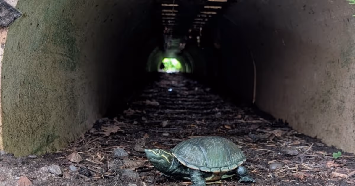 This Ontario provincial park has tunnels made just for turtles