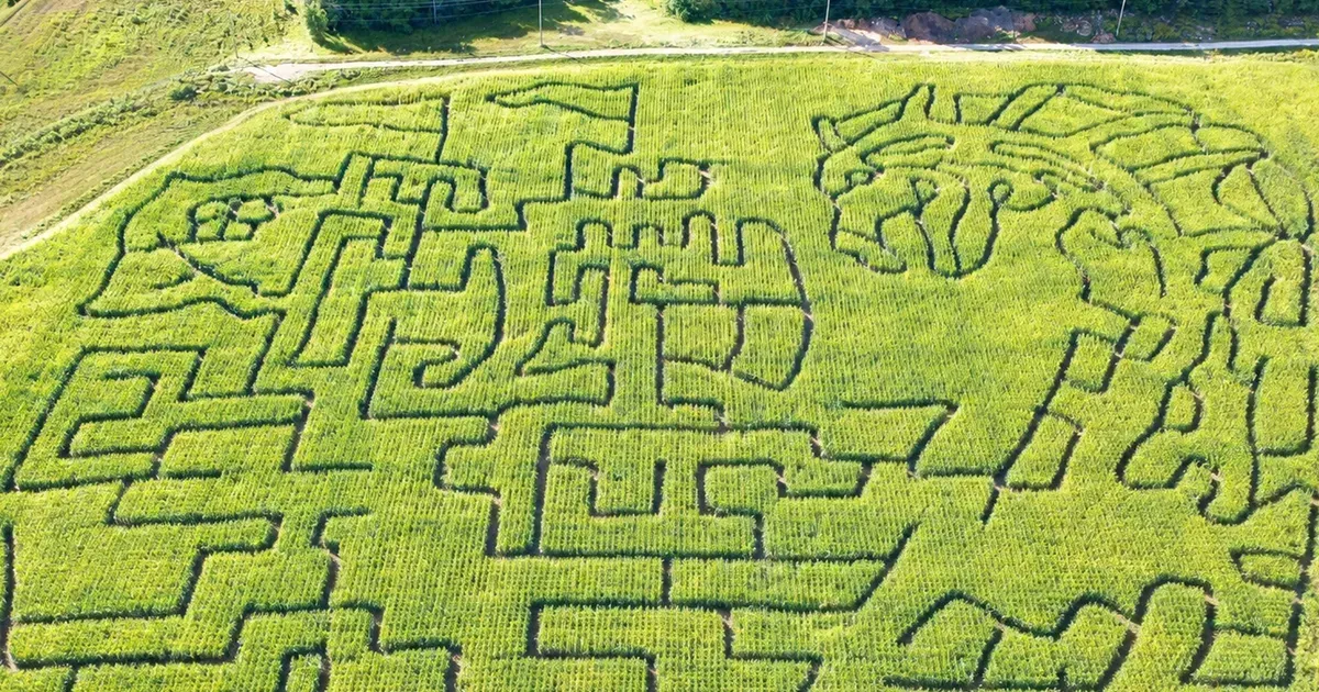 This massive 10-acre Ontario corn maze is hiding a secret inside