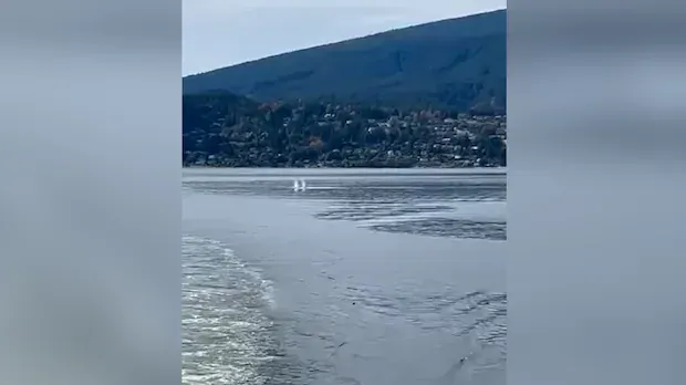 DFO searching for injured whale struck by B.C. Ferries vessel in Howe Sound