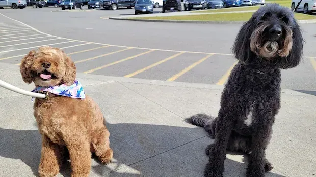 Who's a good mayor? Kitimat adds 2 dogs to the ballot to boost voter turnout