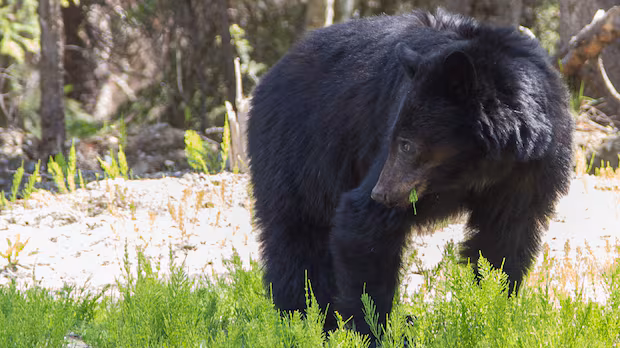 Conservation officers say RCMP weren't mistaken in shooting bear that attacked 3-year-old