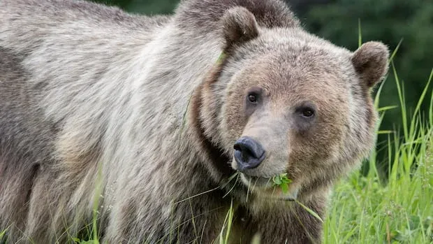 'Disrespect for wildlife': Multiple grizzly bear poaching incidents under investigation in Alberta