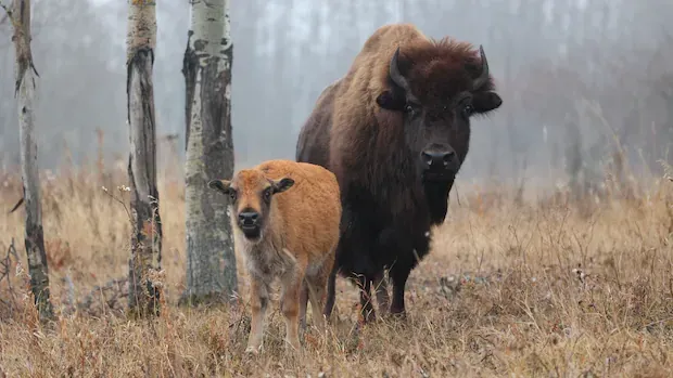 Mapping the genetics of a giant: New research decodes bison DNA