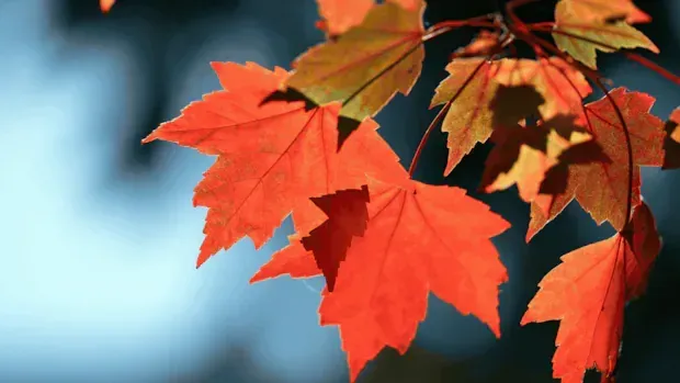 IN PHOTOS | Fall splendour in Canada