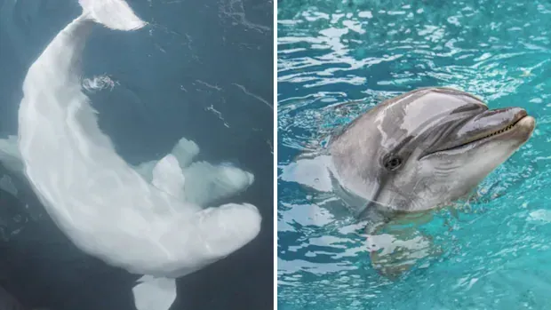 Ex-Marineland beluga that died in Spain developed 'complex clinical condition,' aquarium says