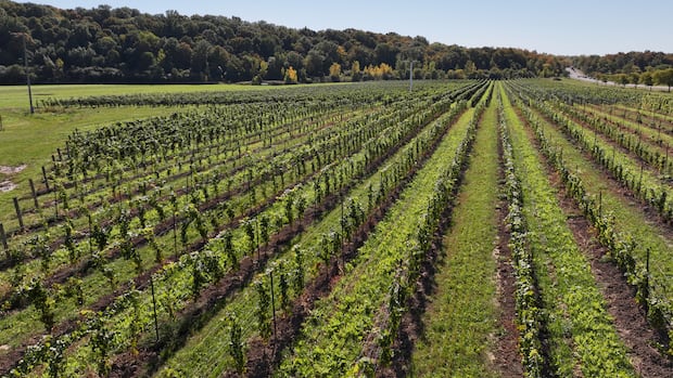 Ice wine producer in Ontario's Niagara region says U.S. buyers 'flabbergasted' by Trump's booze ban order