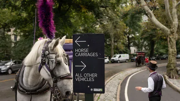 Horse-drawn carriages are still a tradition in some Canadian cities