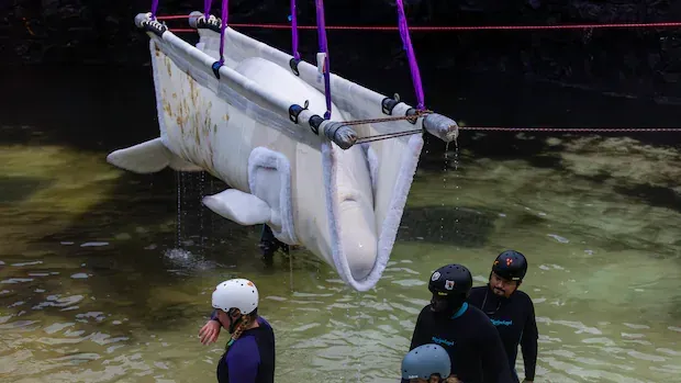 The Marineland belugas keep dying. Was it a mistake to move them?