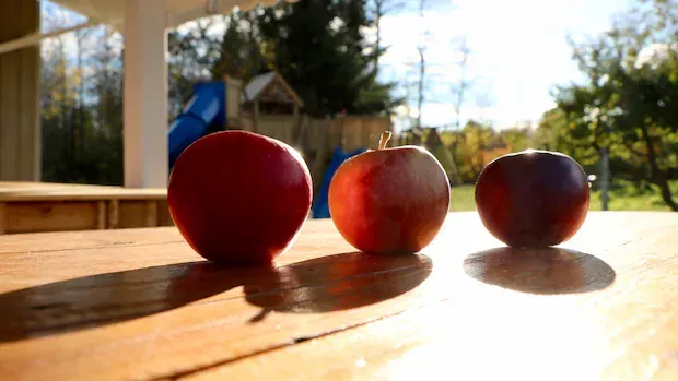 Is this Quebec-developed fruit the 'apple of the future'?