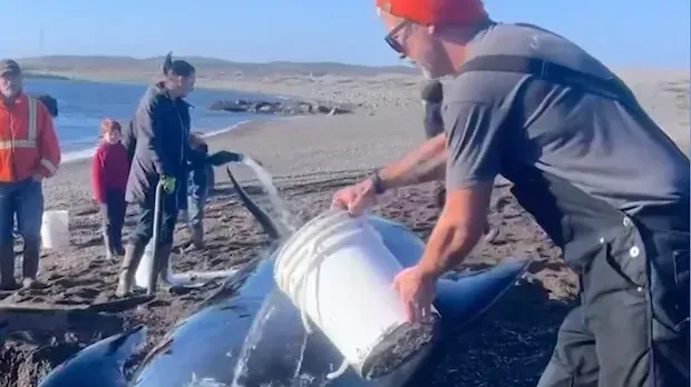 Point May, N.L. residents rally for a whale-sized weekend rescue