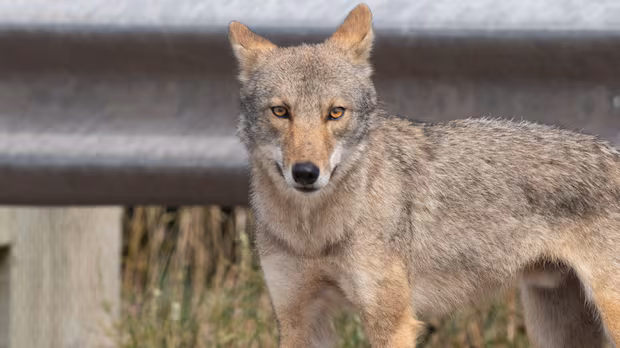 Coyote killed in Cape Breton Highlands National Park, but closures still in place