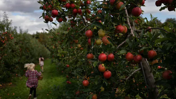 N.S. growers eye new apple export markets amid U.S. trade tensions