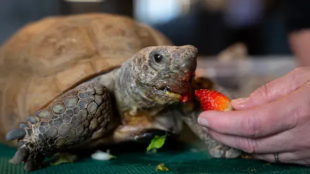 Support floods in for Gus, Halifax's 104-year-old gopher tortoise, ahead of surgery