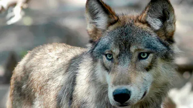 Wolf euthanized after rare attack near Cameco site in northern Sask.