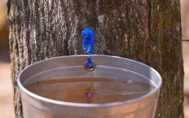 Is your maple syrup real or fake? It’s not that hard to tell