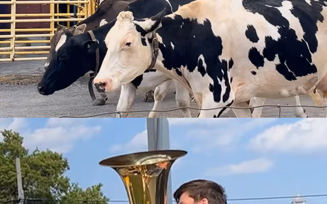 A ballad for bovines: tuba player serenades cows