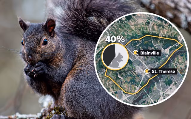 Montreal squirrels change their coat colour depending on neighbourhood they live in, new study finds