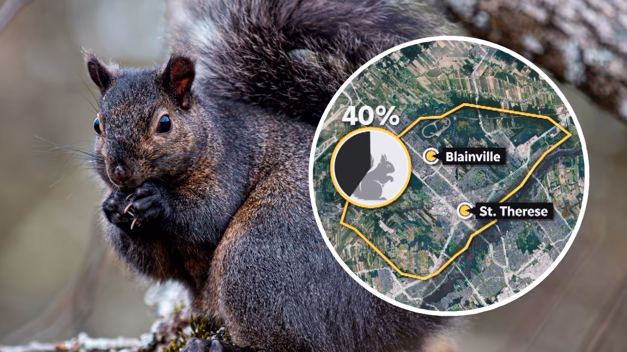Montreal squirrels change their coat colour depending on neighbourhood they live in, new study finds