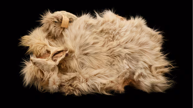 The only known woolly dog pelt has returned to Canada. It's a 'powerful moment' for Indigenous communities