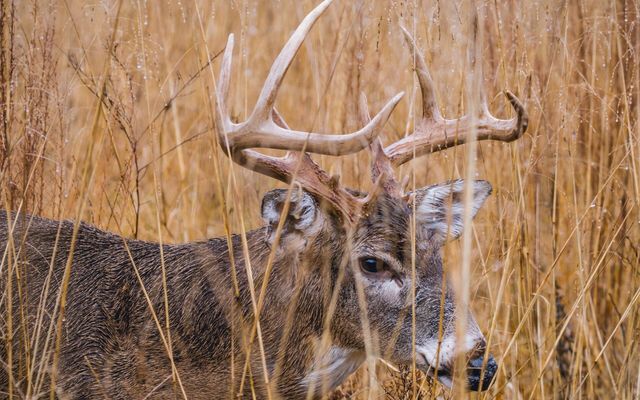20 expert tips for hunting big white-tailed bucks on rainy days