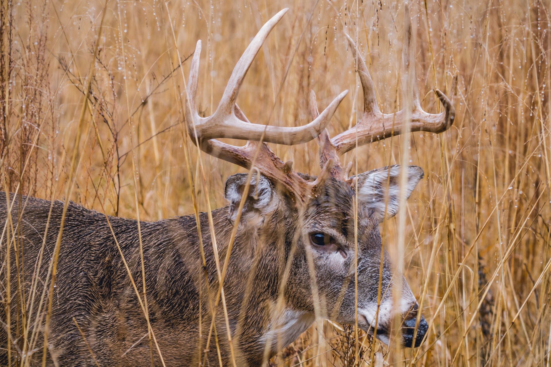 20 expert tips for hunting big white-tailed bucks on rainy days