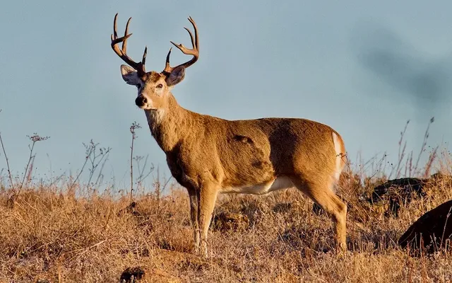 4 time-tested tactics for tagging out on a trophy whitetail