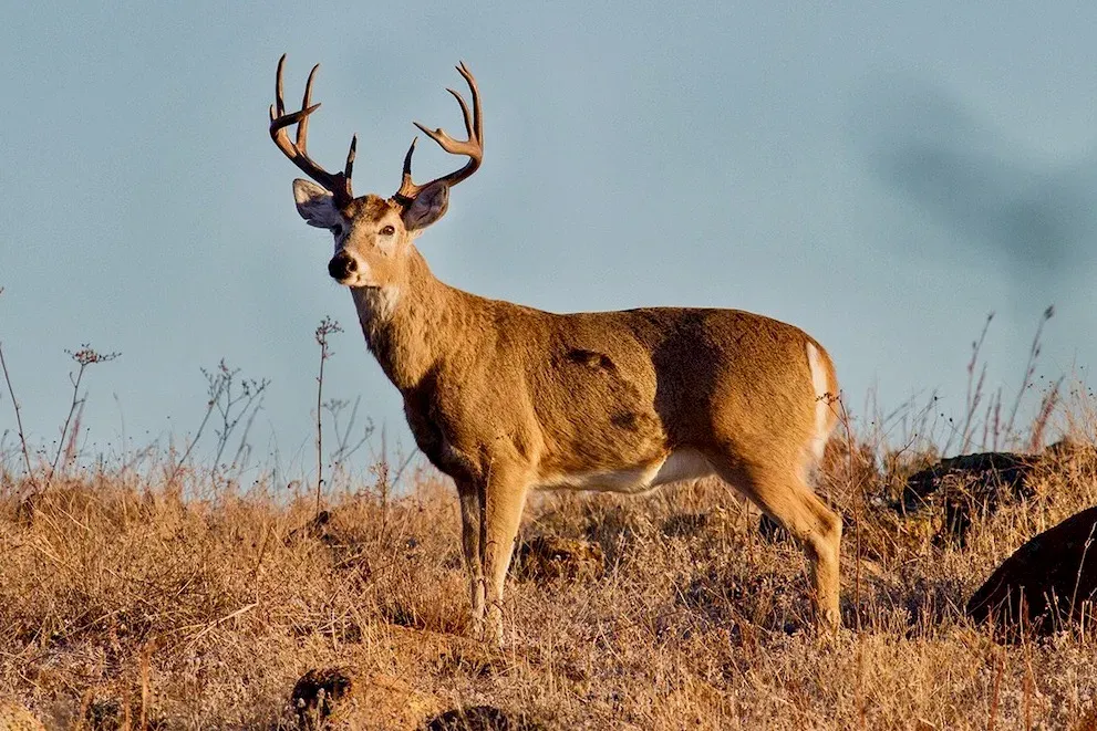 4 time-tested tactics for tagging out on a trophy whitetail