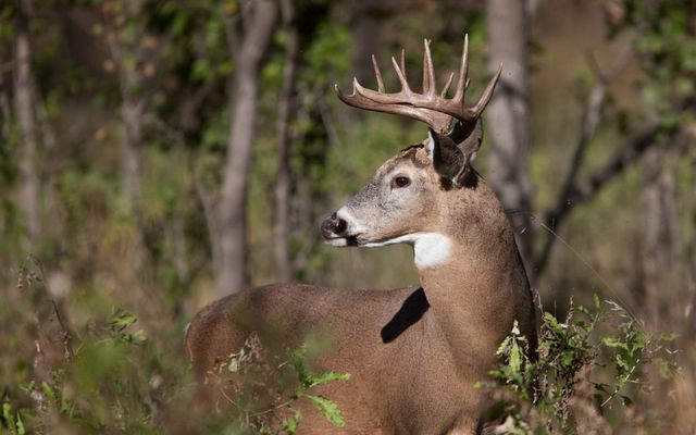 7 early-season secrets for hunting big whitetail bucks