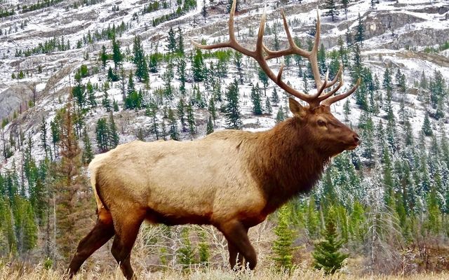 Canada’s Serengeti of the North stands as a model for mixed-use conservation