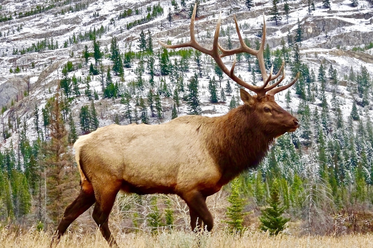 Canada’s Serengeti of the North stands as a model for mixed-use conservation