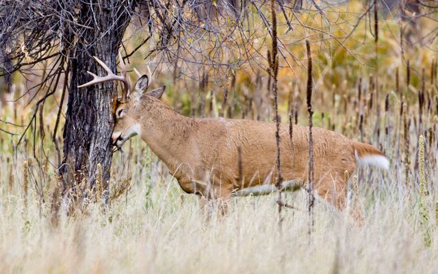 Deer sign primer: Interpreting rubs, scrapes, tracks & droppings will boost your chances at a big white-tailed buck