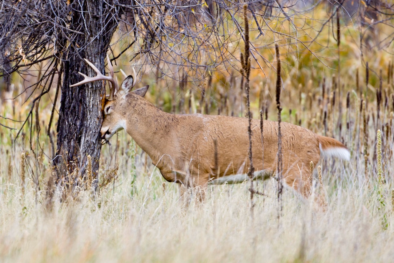 Deer sign primer: Interpreting rubs, scrapes, tracks & droppings will boost your chances at a big white-tailed buck