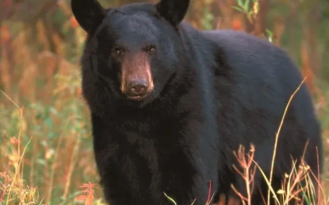 Expert guide tactics for hunting trophy black bears in late fall