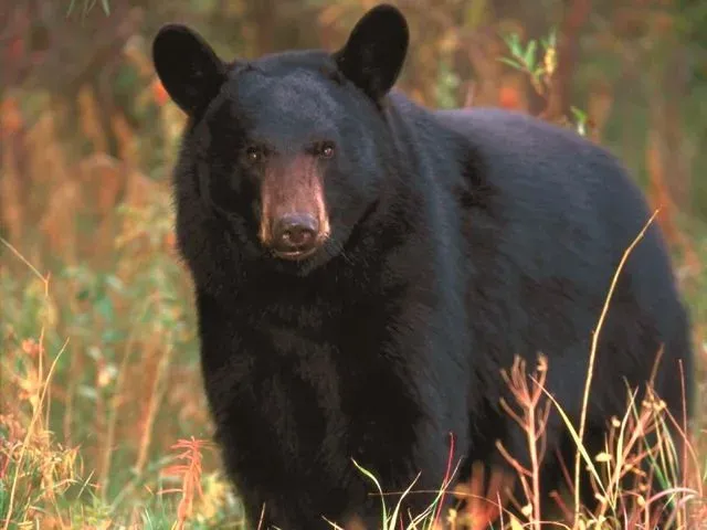 Expert guide tactics for hunting trophy black bears in late fall