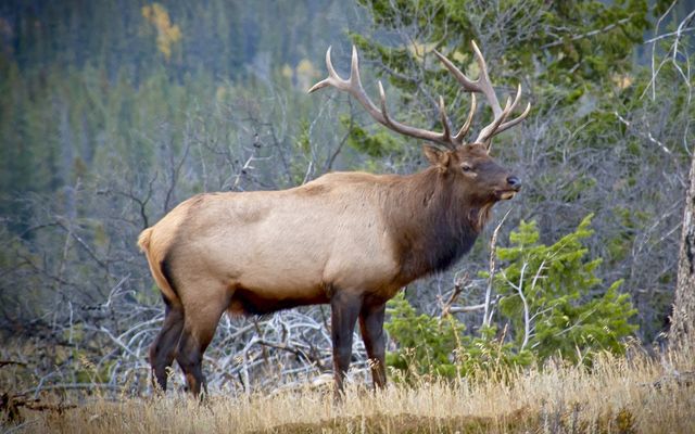 Quick tips for scouting and tracking big bull elk