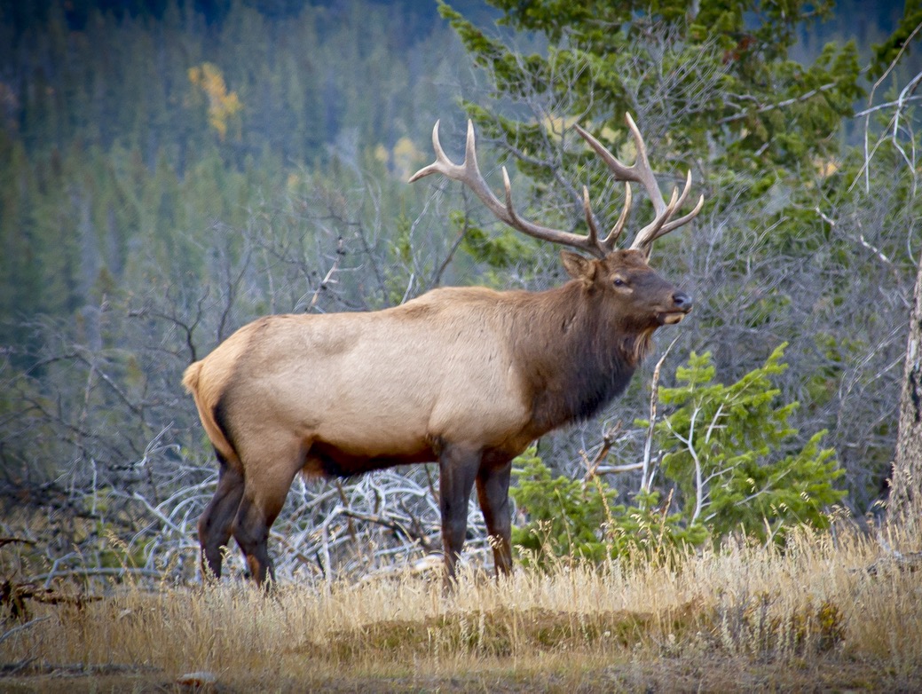 Quick tips for scouting and tracking big bull elk