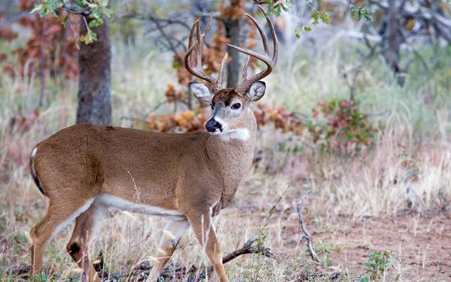 4 factors to help you pick the ultimate meat bullet for big game