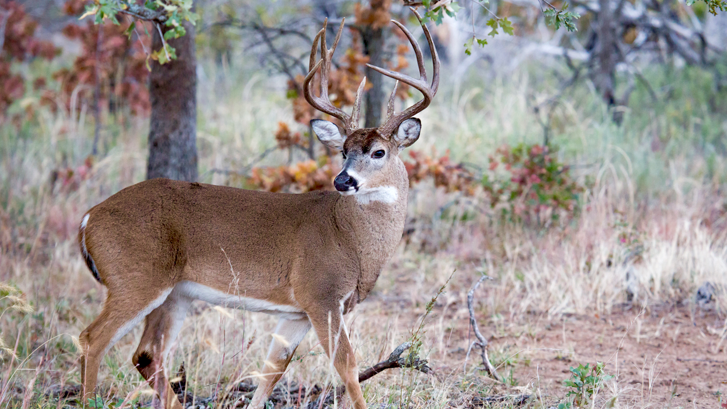4 factors to help you pick the ultimate meat bullet for big game