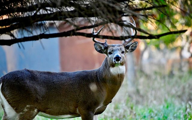 For bowhunters in the know, the suburbs offer prime deer habitat. Here’s why