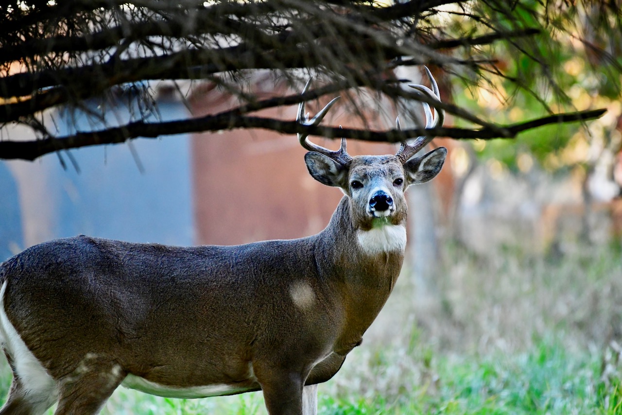For bowhunters in the know, the suburbs offer prime deer habitat. Here’s why