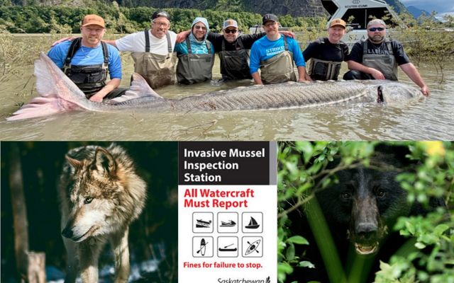 The latest outdoor numbers include a world-record sturgeon, bear deaths, a wolf cull and more
