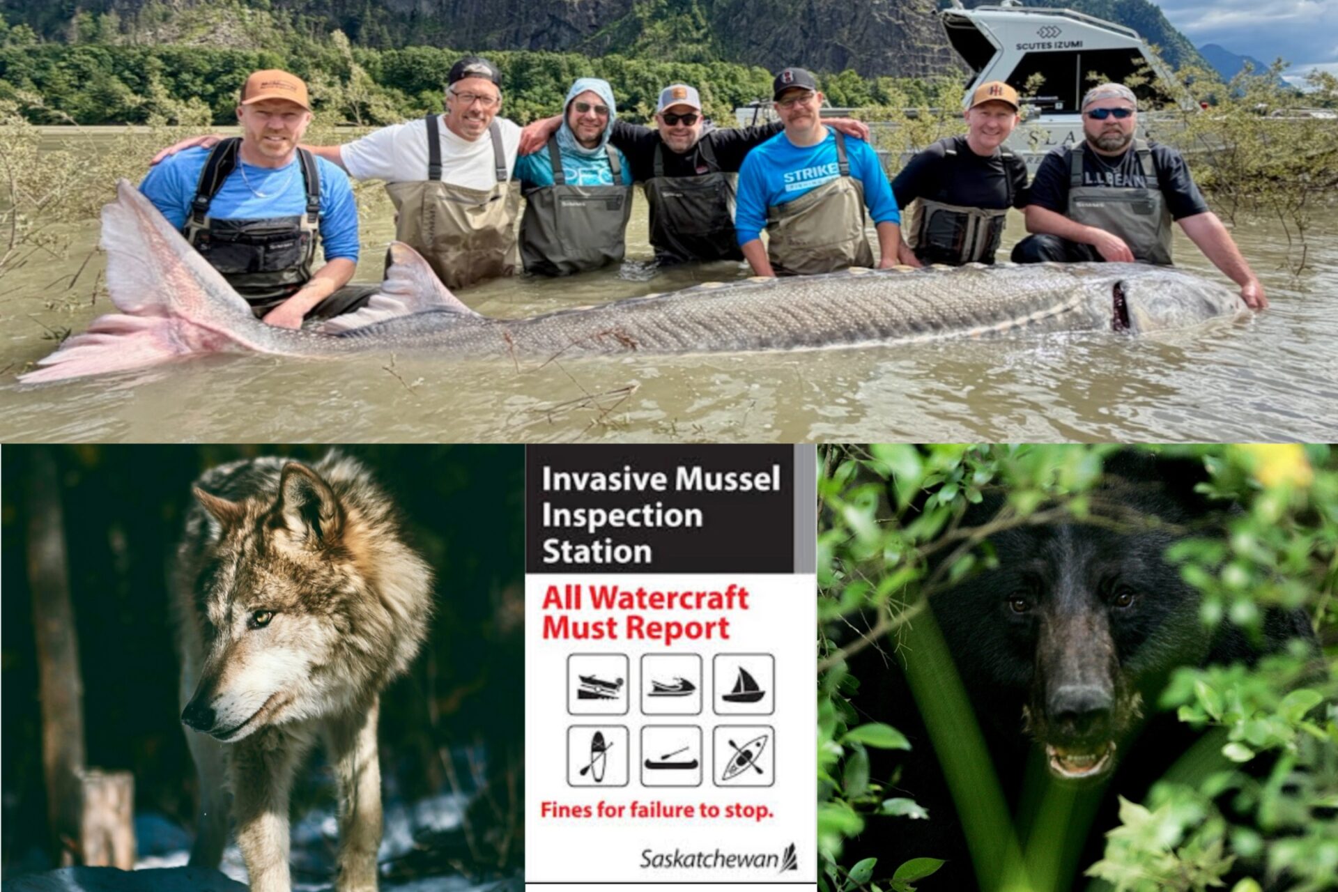 The latest outdoor numbers include a world-record sturgeon, bear deaths, a wolf cull and more